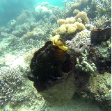 Ignacio Callau Vidal